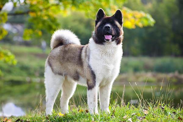 Rasa psów Akita: informacje, zdjęcia, pielęgnacja, cechy i temperament