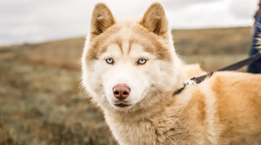 3. Huskimo (amerykański eskimos x mieszanka husky syberyjskiego)