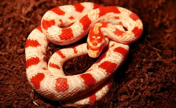2. Krwistoczerwone węże kukurydziane