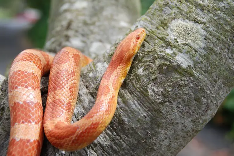 Anery Corn Snake: Fakty, informacje i przewodnik pielęgnacji (ze zdjęciami)