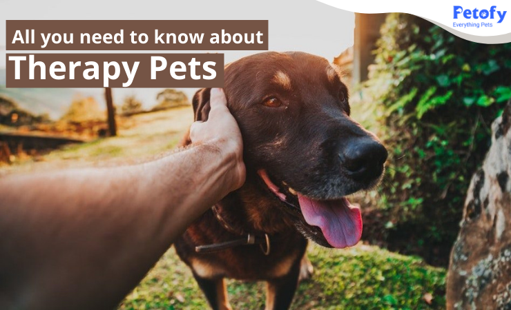 Jaką rolę pełnią psy terapeutyczne?