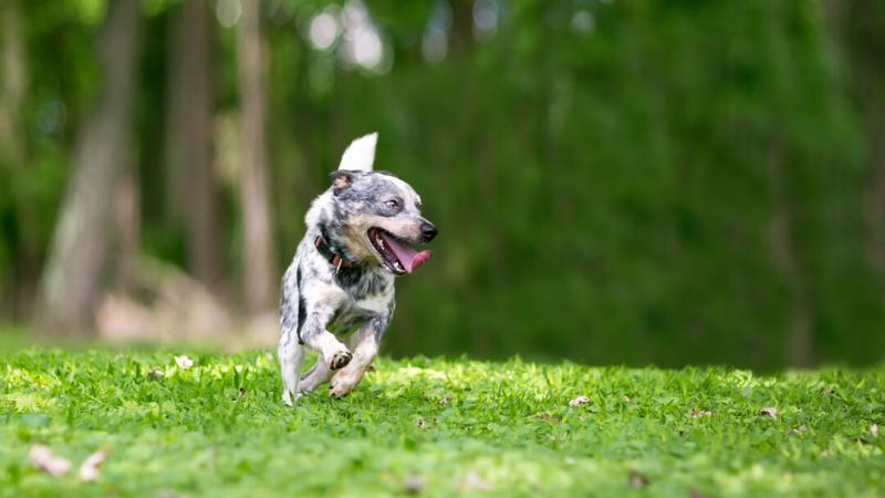 4 powody, dla których twój pies biega po domu