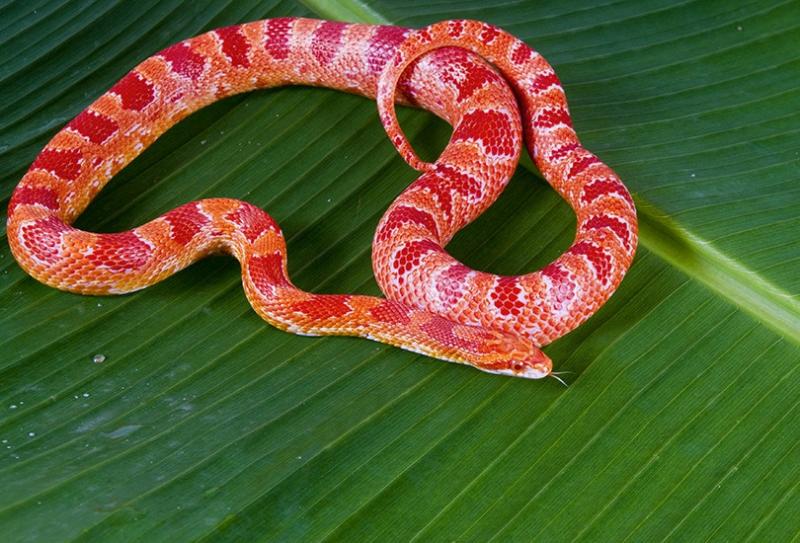 30 najrzadszych morfów węża kukurydzianego (ze zdjęciami)