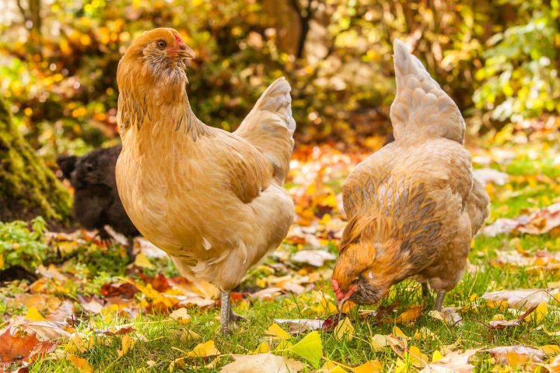 Czym karmić kurczaka rasy ameraucana?