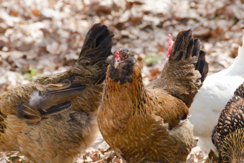 Utrzymanie kurczaka ameraucana w zdrowiu
