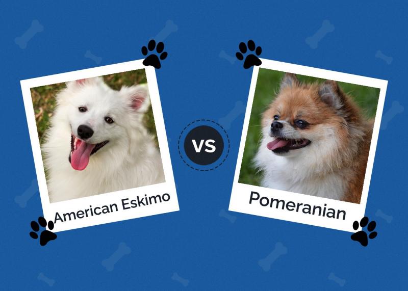 Amerykański eskimos vs Pomeranian: Główne różnice i podobieństwa