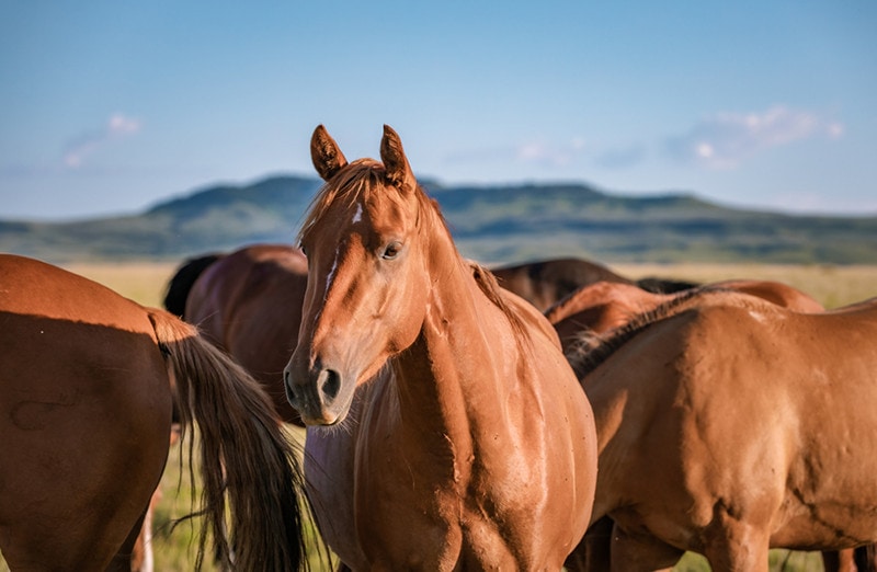 W jakim wieku koń powinien przestać być jeżdżony?