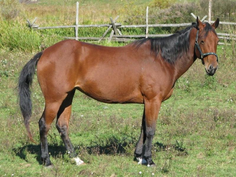 9. Amerykański koń farbowany