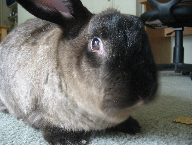 16 popularnych ras brązowych królików (ze zdjęciami)