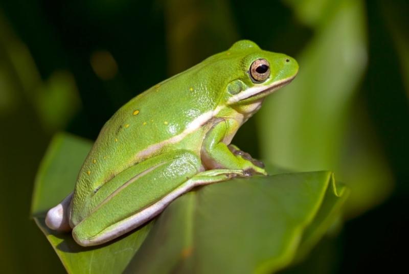 Czy amerykańskie żaby zielone są dla ciebie odpowiednie?