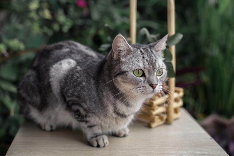 Jak długo żyją koty amerykańskie krótkowłose? Średnia długość życia, dane i przewodnik opieki