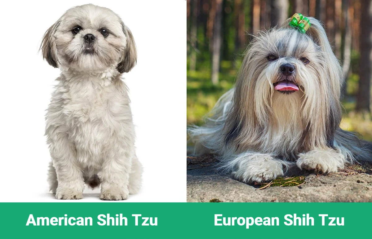 Przegląd europejskich shih tzu