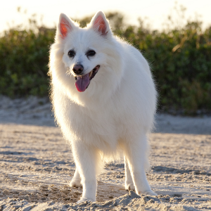 Psy rasy amerykański eskimos: zdjęcia, przewodnik pielęgnacji i cechy