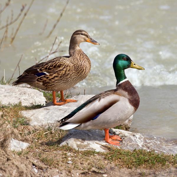 5 ras brązowych kaczek (ze zdjęciami)