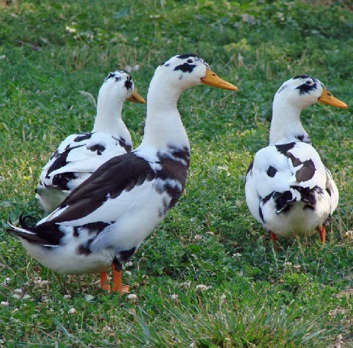 Krótkie fakty na temat kaczki Ancona