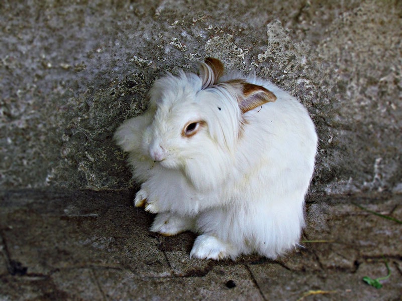 5 ras puszystych królików angorskich (ze zdjęciami)