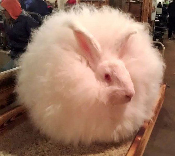 2. Angora francuska