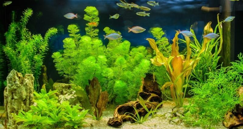 8 najlepszych akwariowych roślin łodygowych