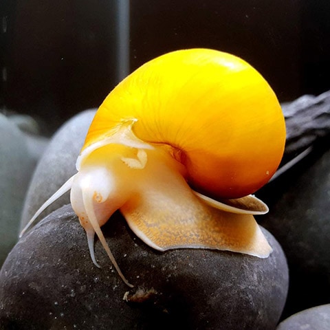 3. Snello Delight - doskonały dla młodych ślimaków