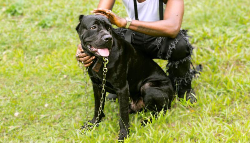 Jak socjalizować szczenię rasy Cane Corso?