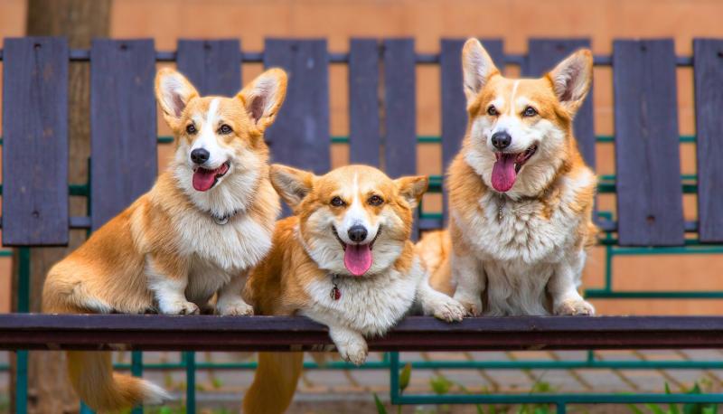 Czy Corgi będzie dobrze dogadywać się z moimi kotami? Wskazówki dotyczące szkolenia i socjalizacji