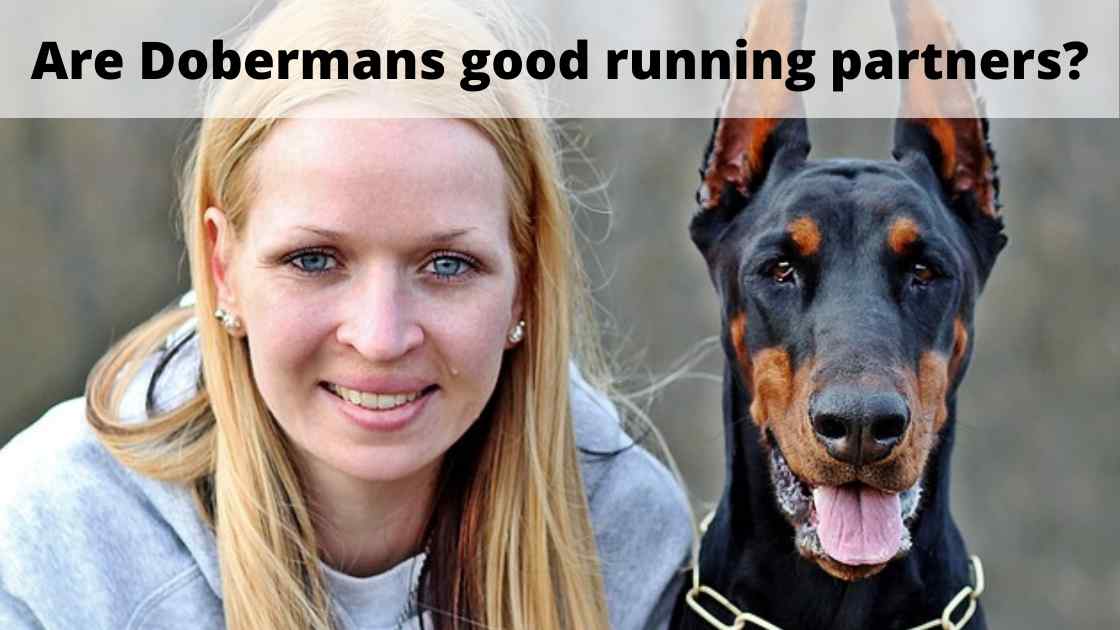 Czy dobermany są dobrymi partnerami do biegania? Fakty i FAQ zatwierdzone przez weterynarza