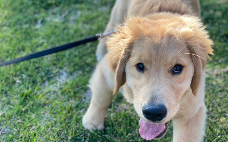 Dlaczego golden retrievery są nadpobudliwe