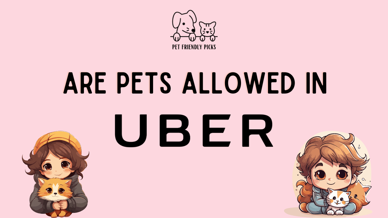 Czy Uber zezwala na przewóz kotów? Informacje o firmie
