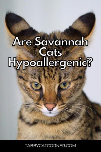 W jaki sposób kot Savannah wywołuje alergie?