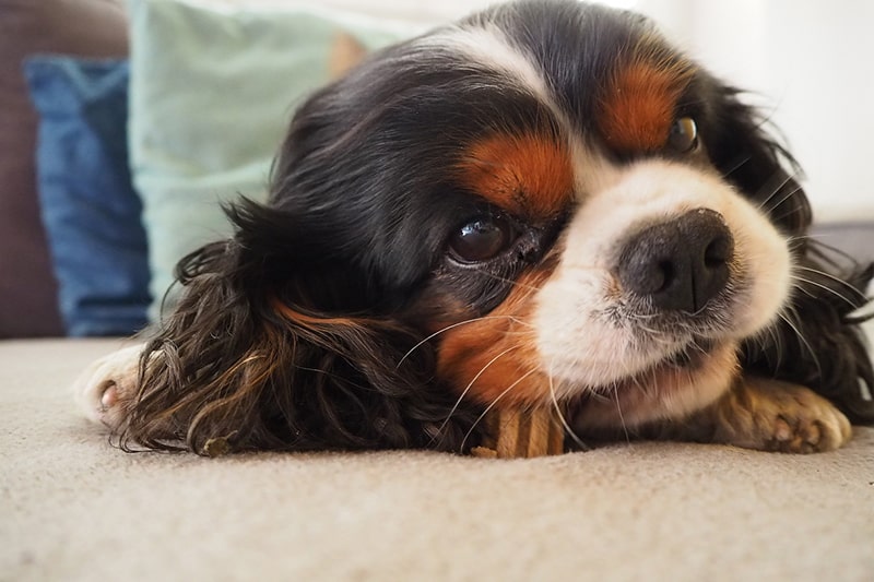 Czy Cavalier King Charles Spaniele są dobrymi zwierzętami domowymi?