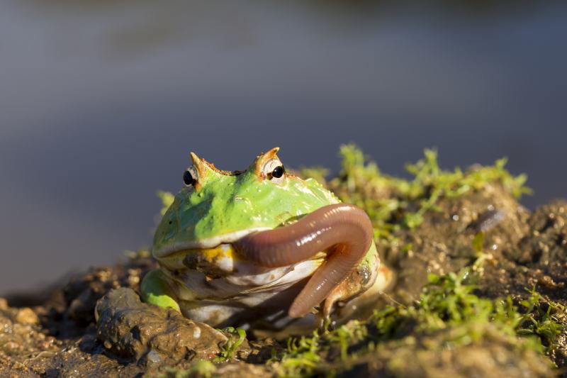 Czy żaby i żółwie mogą żyć razem? Zagrożenia i wskazówki dotyczące bezpieczeństwa zweryfikowane przez weterynarza