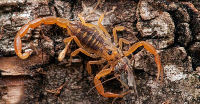 Wskazówki dotyczące trzymania skorpionów z dala od domu i podwórka