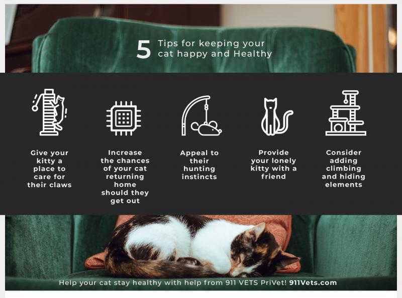 Czy koty są szczęśliwe w małych mieszkaniach?