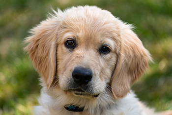 Jakie są korzyści ze sterylizacji lub kastracji mojego golden retrievera?