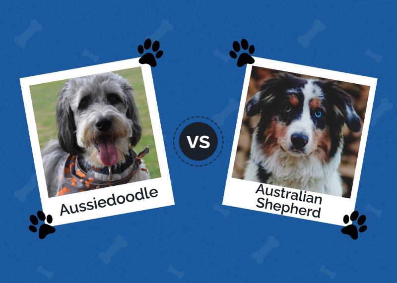 Aussiedoodle vs owczarek australijski: Różnice (ze zdjęciami)