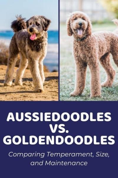 Mini Aussiedoodle vs Mini Goldendoodle: Różnice (ze zdjęciami)