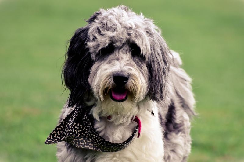 Aussiedoodle (mieszanka pudla i owczarka australijskiego): Zdjęcia, cechy i pielęgnacja