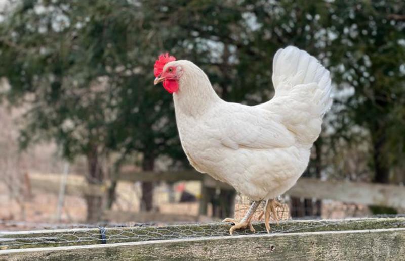 Austra White Chicken: Fakty, zastosowanie, pochodzenie, charakterystyka i zdjęcia