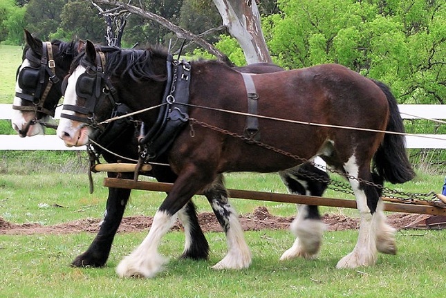 7 australijskich ras koni (ze zdjęciami)