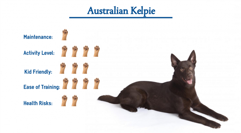 Przewodnik po rasie kelpie australijskich: Informacje, zdjęcia, cechy i pielęgnacja