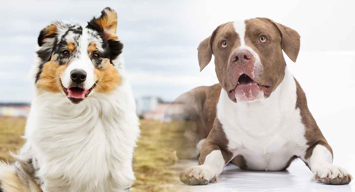 Temperament i inteligencja mieszanki dalmatyńczyka aussie