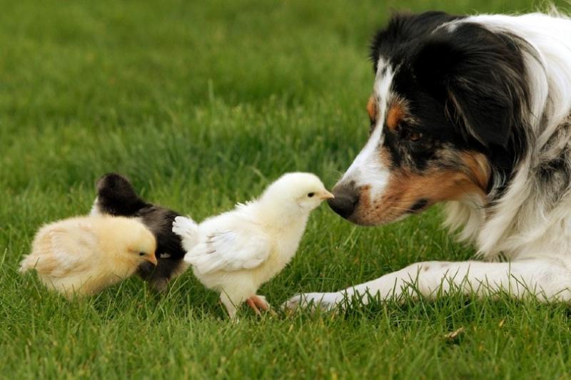 Trzymanie psów i kurczaków razem: Przewodnik i wskazówki dotyczące kompatybilności zatwierdzone przez weterynarza
