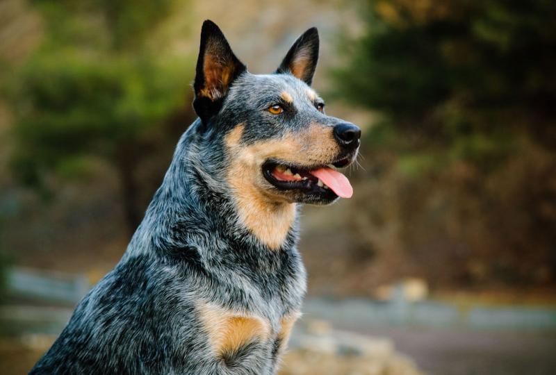 Co warto wiedzieć o posiadaniu psa rasy Australian Cattle Dog: