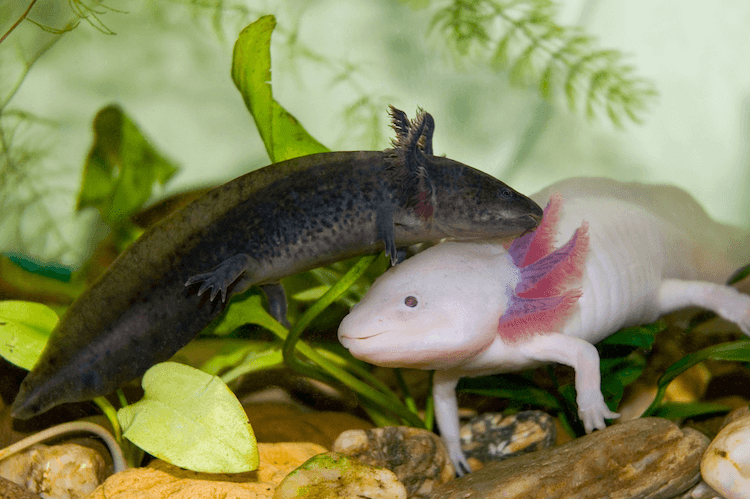 2. Leucystyczny (różowy) Axolotl
