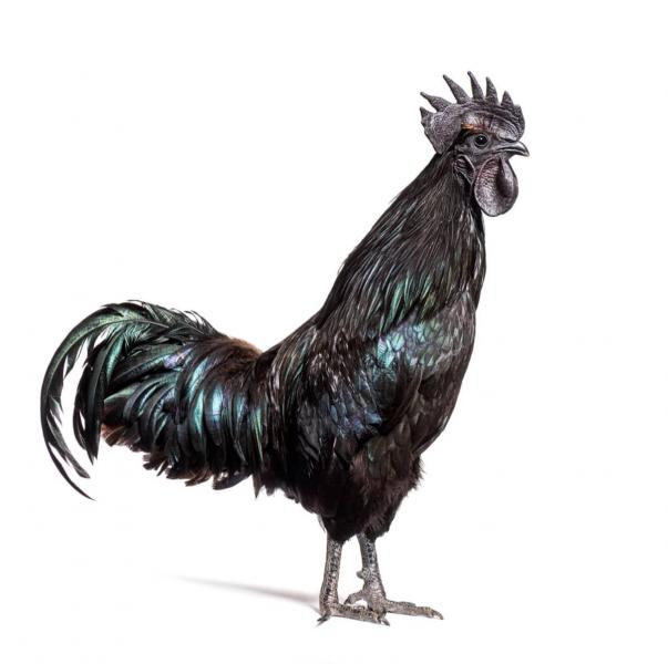 Charakterystyka Ayam Cemani