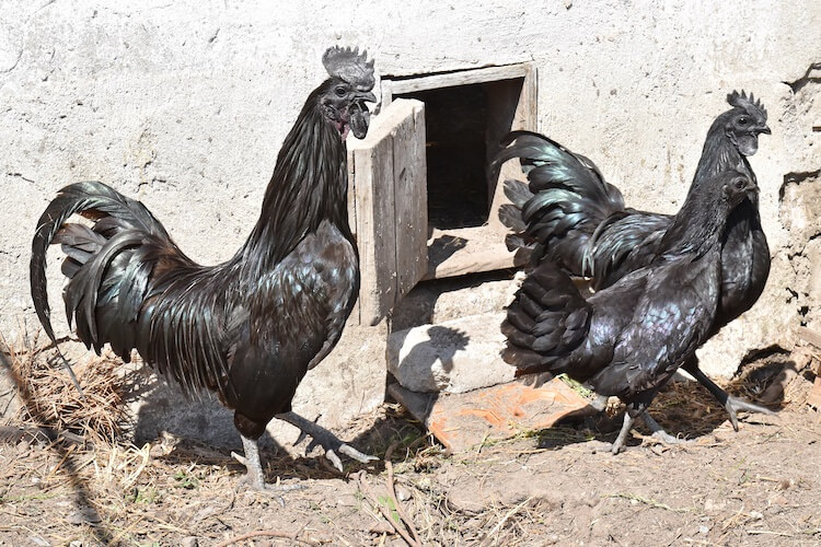 Kurczak Ayam Cemani: Fakty o rasie, zastosowaniach i pochodzeniu (ze zdjęciami)