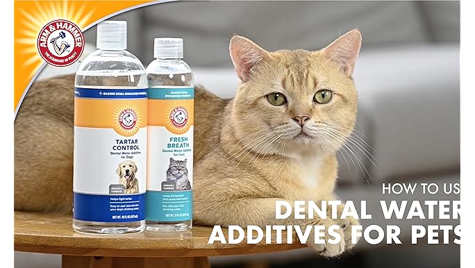 Czy dodatki do wody dentystycznej dla kotów to dobry pomysł? Fakty zatwierdzone przez weterynarza i często zadawane pytania