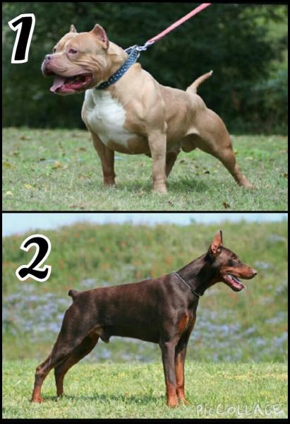 Doberman vs Pitbull: Różnice (ze zdjęciami)