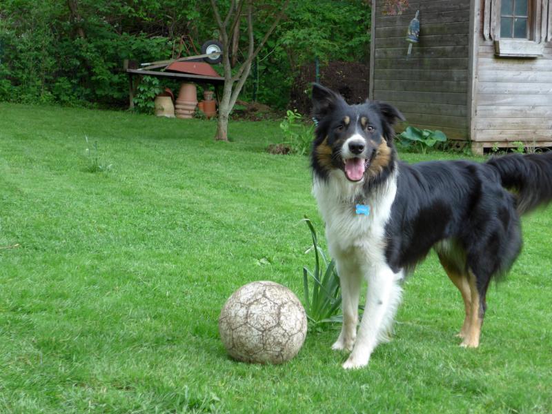 Kiedy należy rozpocząć szkolenie Border Collie w klatce?