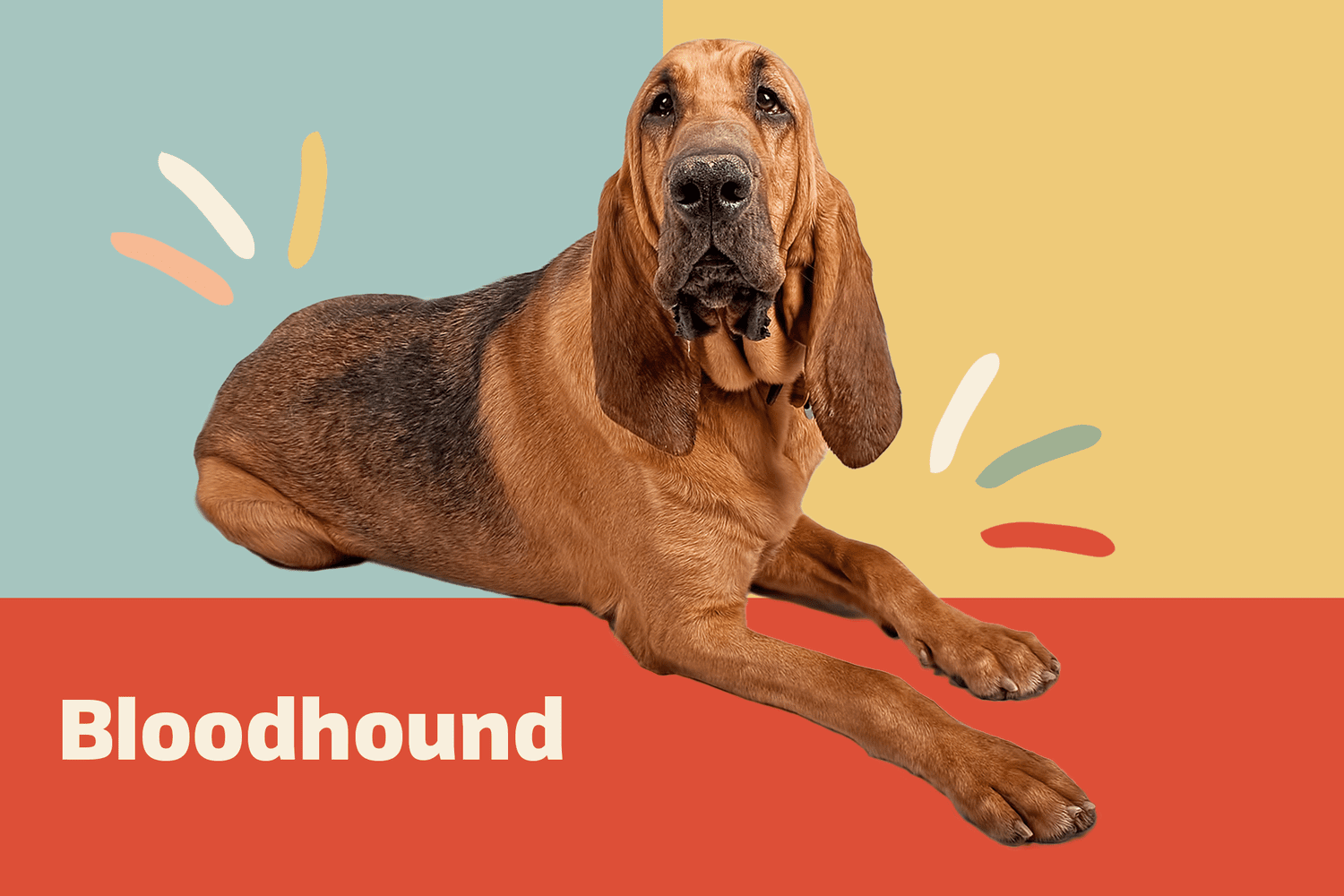 4. Bloodhoundy wymagają regularnych ćwiczeń